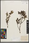Foto von Salix phylicifolia L.